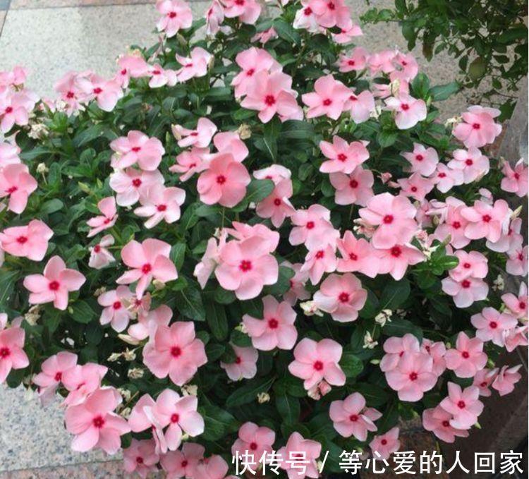 4种花是“爆盆能手”，好养易活，浇水就疯长，开花爆盆很容易