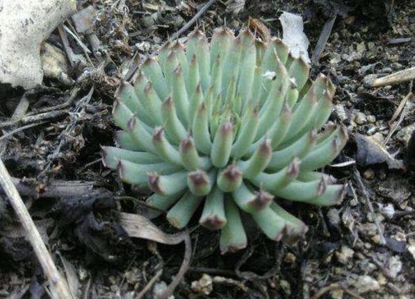 瓦松老一辈的回忆,喜在8、9月开花,盆栽得抓住4个细节