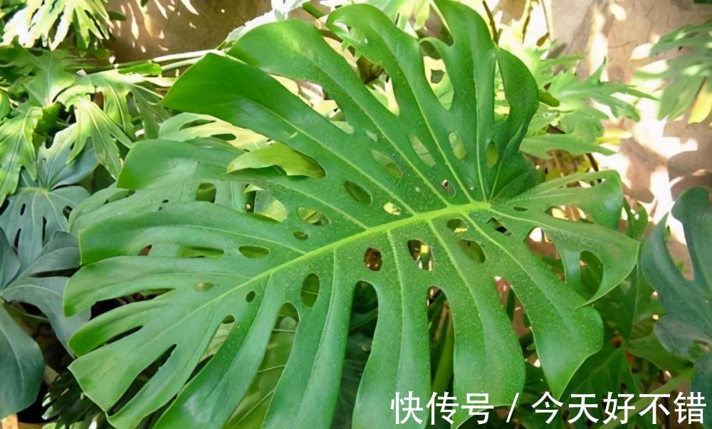 种养龟背竹,花盆里埋几粒它,长势变旺盛,叶片宽大油绿不发黄