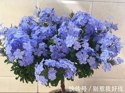 全民公认,天热值得入手的8种花,粗放管理开花贼漂亮