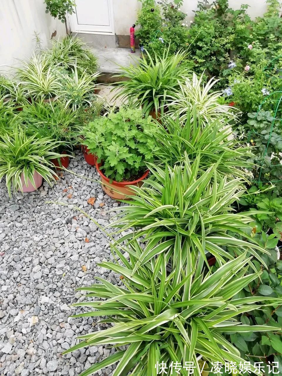 散尾葵|12种“健康花”,家里没太阳,照样长爆盆,贵气漂亮,旺家又养人