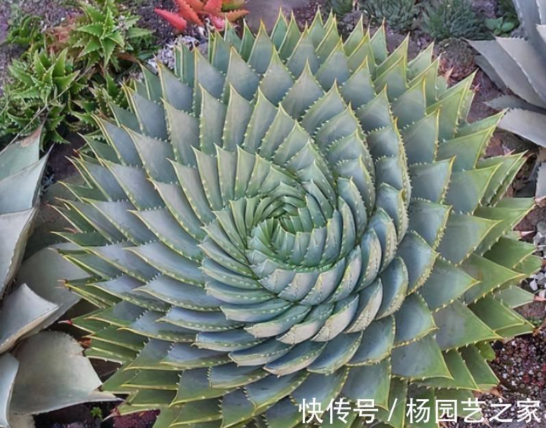 逆袭|螺旋芦荟的逆袭:幼苗人人买得起,养5年身价抵白领半年工资