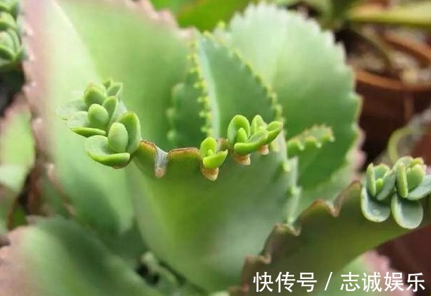 非常好养的4种多肉,养肉“新手”也能养活,盆盆都漂亮!