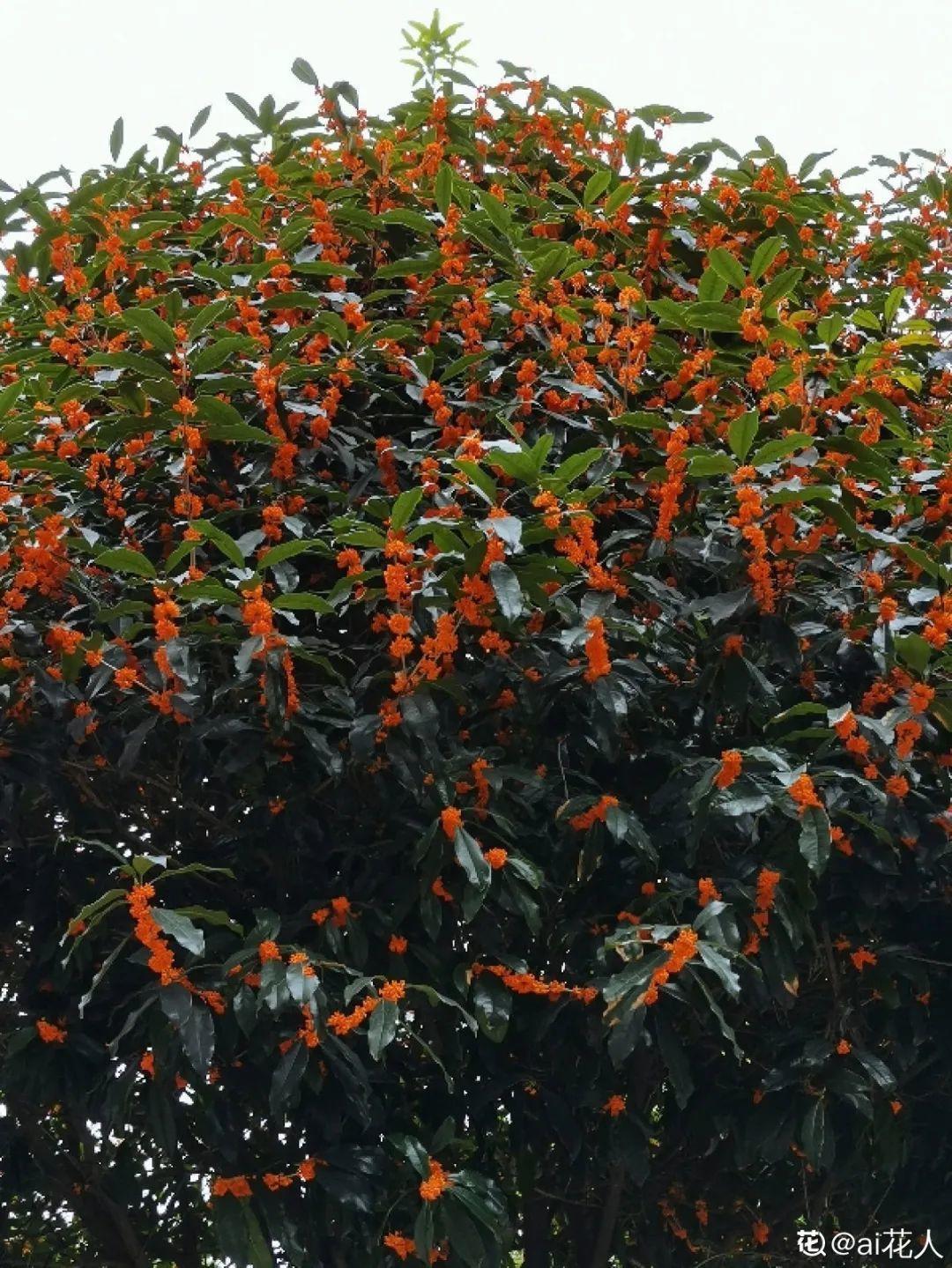 再穷也要养长寿花,寓意好、开花美,养人又养家!