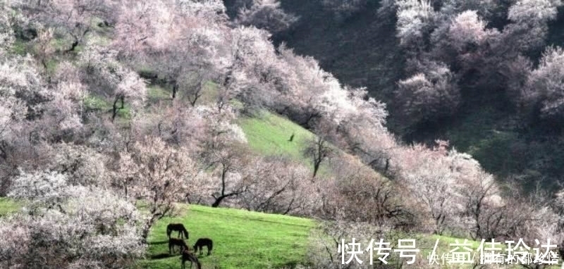 梅花！王安石最伤感的一首诗，更是表达了一种无奈的人生，读来肝肠寸断