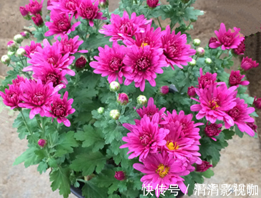 干湿|花卉中的珍品，一开就是300天，冷热干湿都不怕，沾土就爆盆