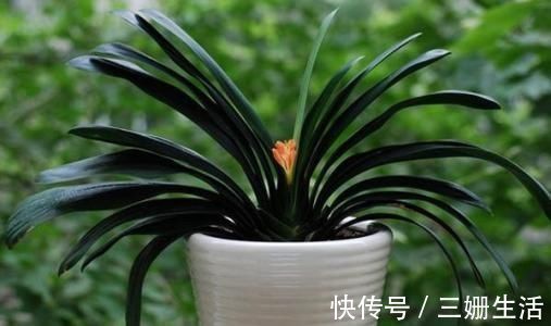 有机肥|家里养君子兰,教你1套万能浇水法,叶子绿出油,开花不夹箭