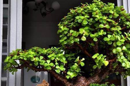 金枝玉叶怎么越养叶子越少了,该怎么养掉叶子已经不叫金枝玉叶了