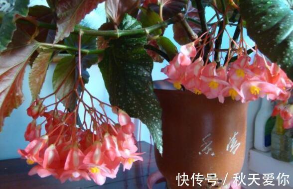 喜欢养花,就养这几款,花开满院飘香,花朵妖绝迷人