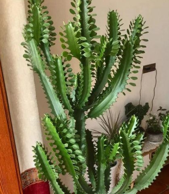 “4种花”是懒人养花首选，一月浇一次长得旺，叶子油绿开花多！