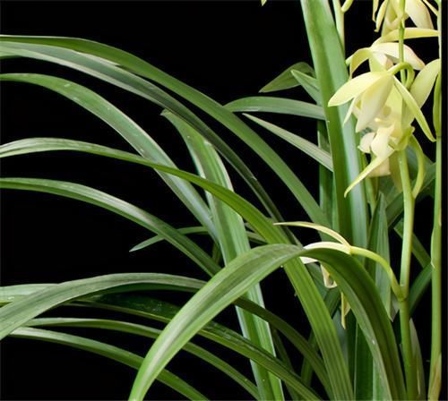 根系|冬天养兰花,要正确浇水,小心伤了“根本”,花期不开花