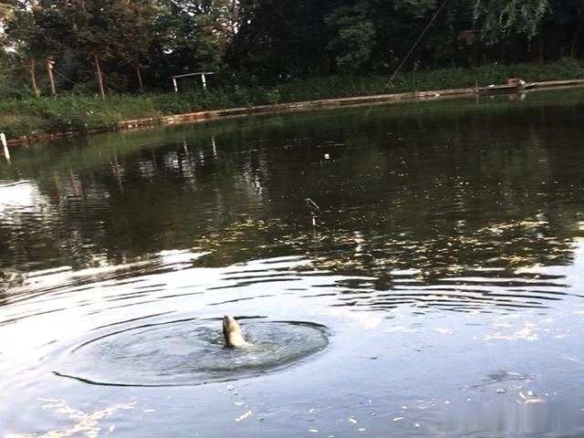 钓鱼|钓鱼圈的这几个“怪事”,大部分钓鱼人都遇到过