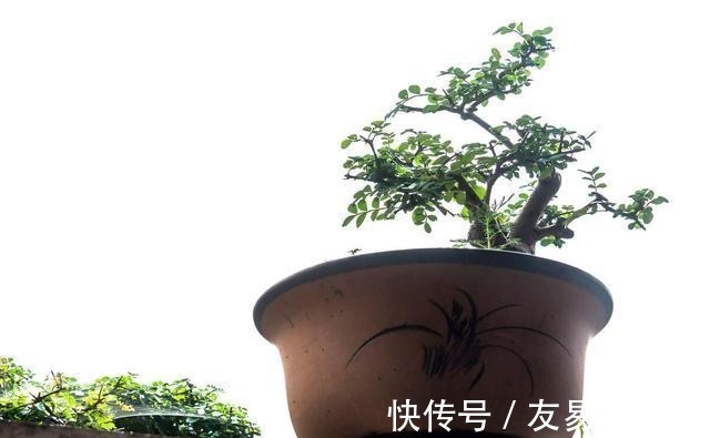 家庭盆景正确的摆放姿势,从4个方面来考虑,解决盆景放置的窘境