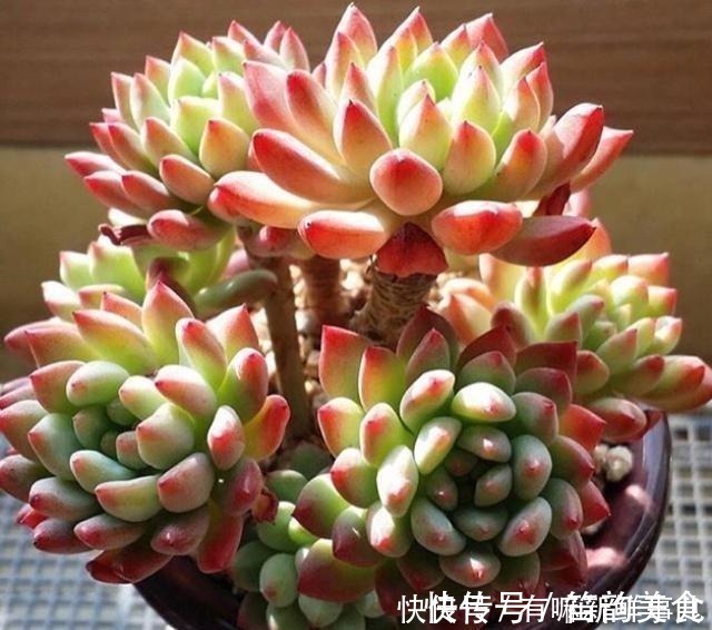 多肉半死不活，浇水也不行教你3招，吹气般的胖起来！