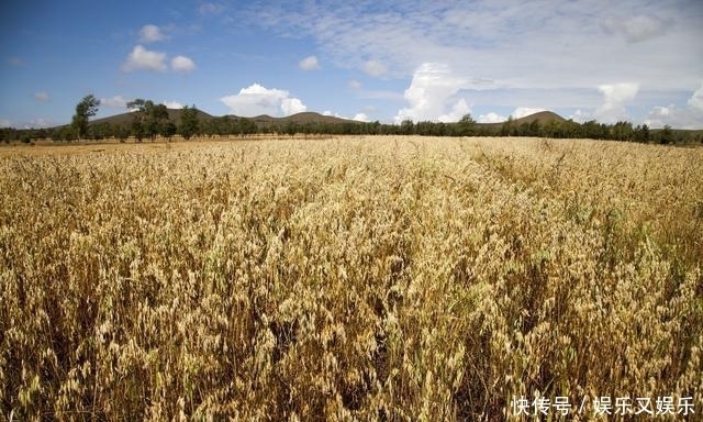功效|糖尿病患者吃什么粗粮?5种粗粮都是好选择,可以天天换着吃