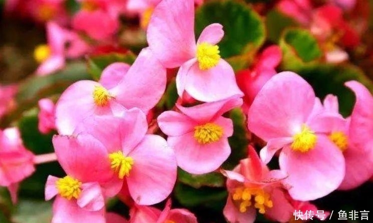 4款艳美的花卉,花大色艳花期长,开花就爆盆,不易生病好养护