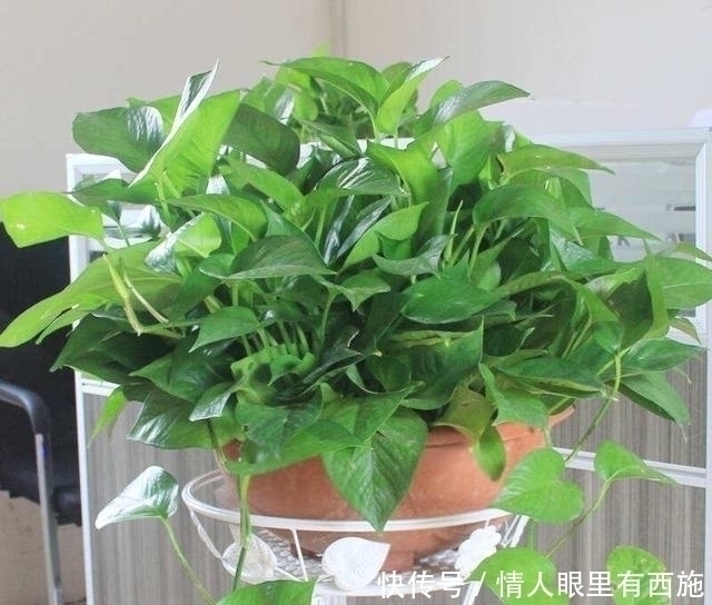 家里有养6种花，不要傻傻拿去晒太阳，一晒就出问题