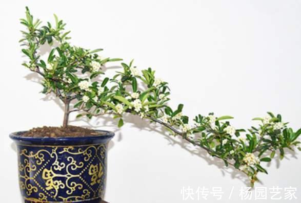 果实|家里种棵“吉祥果”,好看能吃价值多,还能养成精美盆景