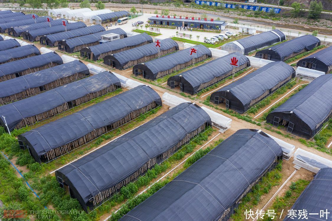 科技|走进陕西木耳种植基地，素食之王是这么长的，科技的力量太强大