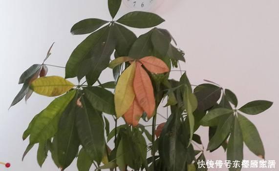 多肉植物|夏天给花浇水，忌讳“多”浇，高温天浇水有规律，避免引起黄叶