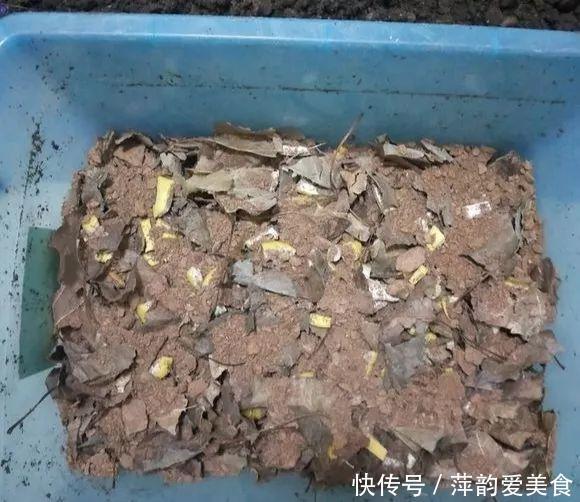 路边捡点它,开水一烫扔盆里,养花10年不烂根!