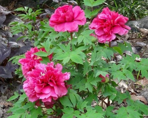 新手养花，不如养盆花中精品“花王”，有王者之风范，傲视群雄