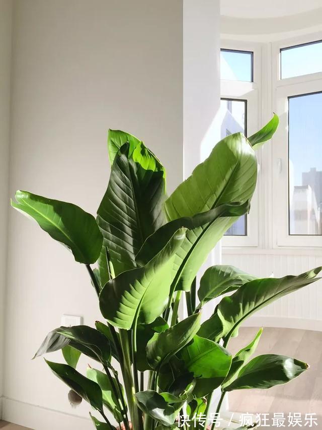 室内盆栽6种耐阴花,高端上档次,叶子越长越大!