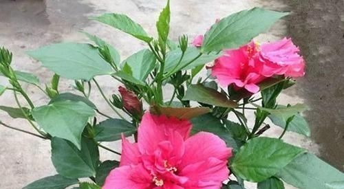 不能错过世上开花时间最长的四种花卉,一年四季天天能赏花