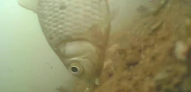 一钩触底一钩悬真的好吗?很多人弄错了,野钓这样调漂才高效