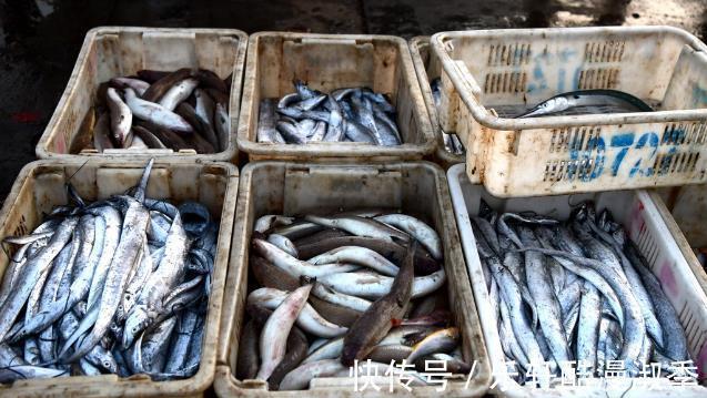 开海后，优先选择这四种海鱼，肉多刺少营养高，很适合老人和孩子