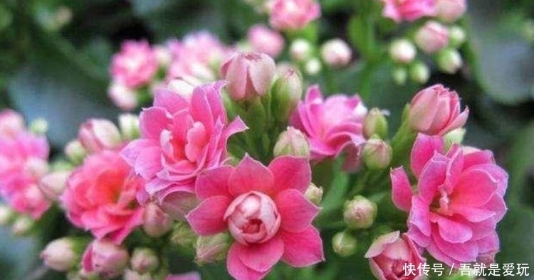 5种花最适合新手养，沾土就能活，好养易活开花美