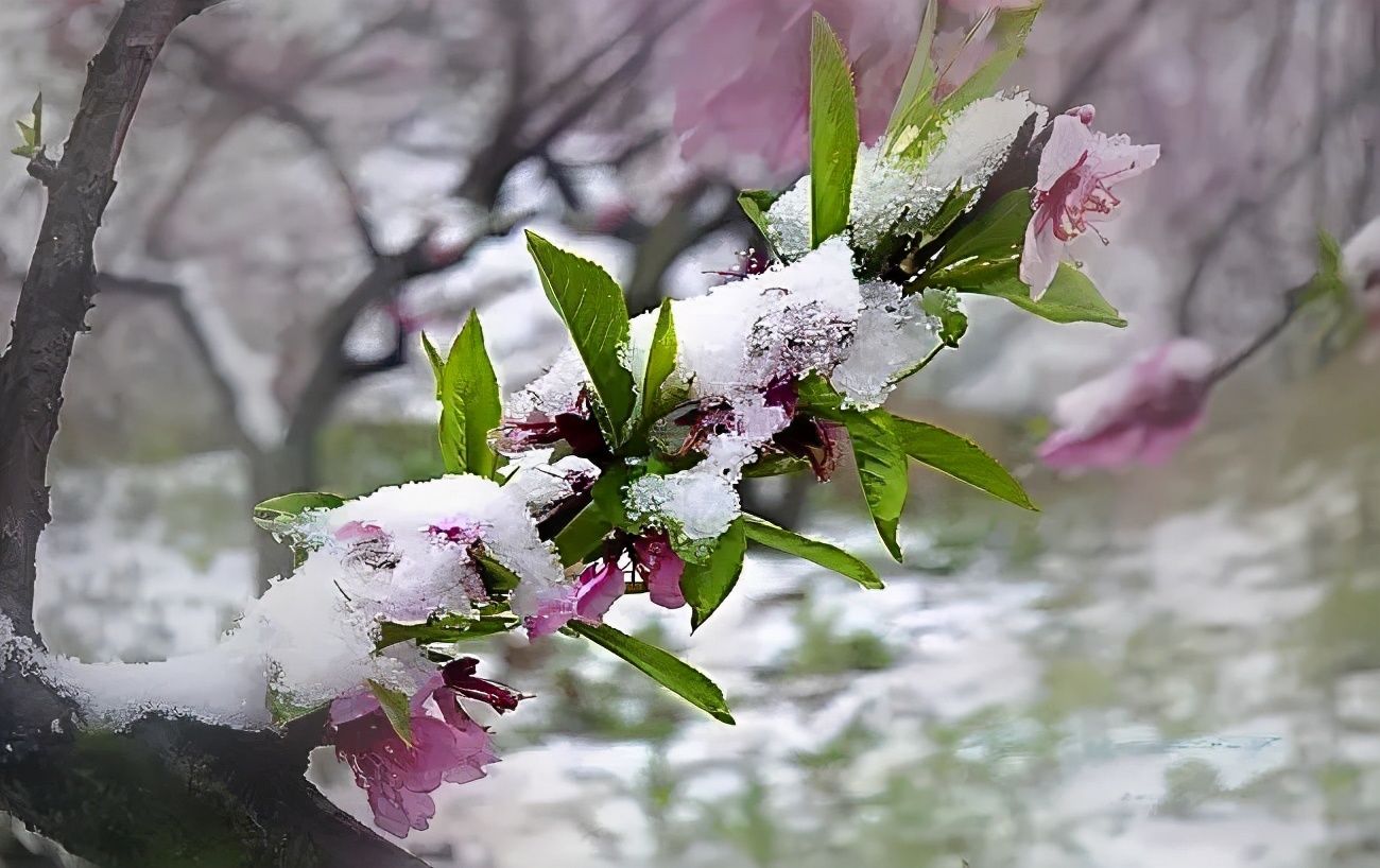 春雪:铺天盖地,踏歌而来