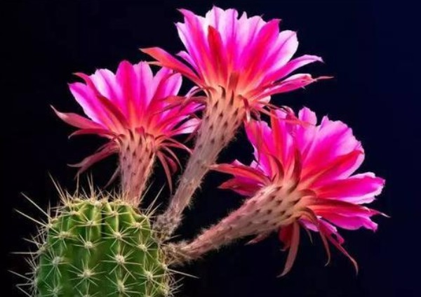 会开花的仙人球,好看还很好养活,不怎么管也会活的好好地