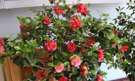 冬天,养这10种花,这事别多做,要不叶子发黄,不开花