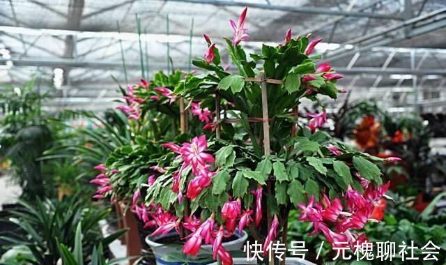 植物|君子兰总是养不活往花盆里加点“好东西”，让植物越长越茂盛