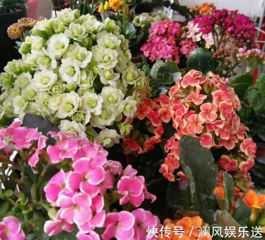 花卉|秋天了,就养4种花卉盆栽,好养易活,开花多,美极了!