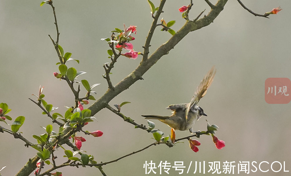 江安县|宜宾江安：鸟语花香迎春来