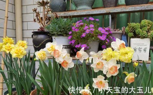 记录一下我养过的花,1000多盆都有啥