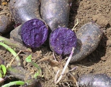 皮肤|女性过了45岁,不妨多食此物,改善气色,淡化皱纹,更显年轻