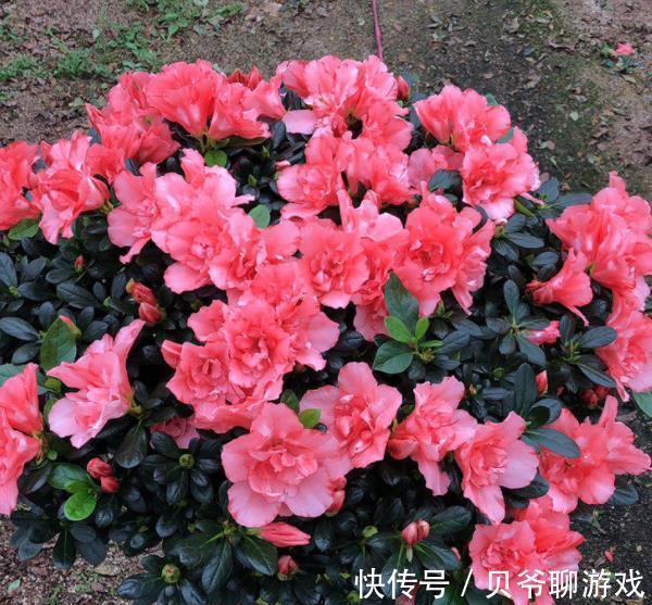 11月逛花市,8种花别错过,随便一养都能开爆盆,适合新手花友