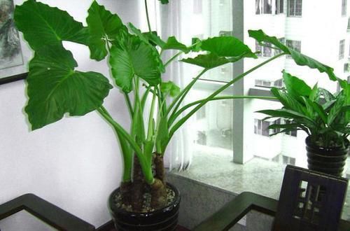  花卉的时|告诉爸妈，6种花汁液有毒，养家里太危险，白送也不要