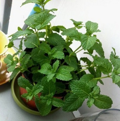 把这3种绿植盆栽养在卫生间，漂亮适阴湿，关键是特别能除异味！