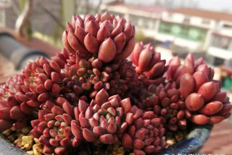 红宝石和锦晃星,两种叶片都能全红的多肉,谁才是你心目中的宝?