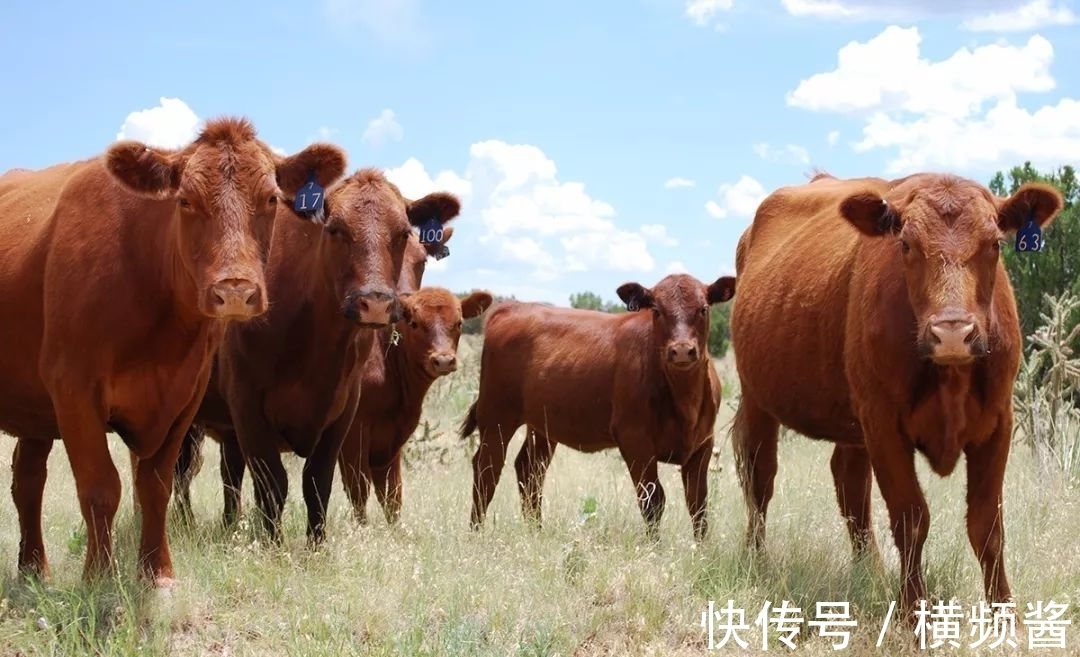 锦鲤|10天后天降财运，运势好到爆棚，属牛人锦鲤加持事业扶摇直上