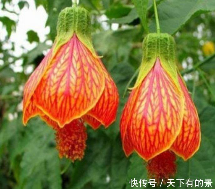 “3种花”养家里,满屋飘香,比香水还好闻,你养了吗?