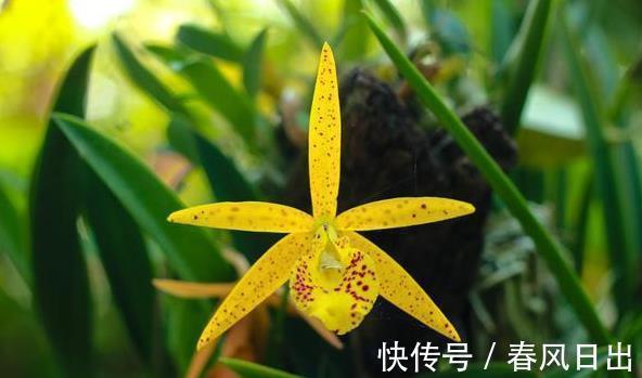 养兰人|前人传下来的养兰“8字经”,是对养好兰花的经验和总结,赶紧学