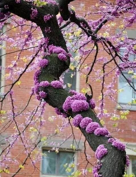 传来|太美了,世界照片今天终于传来,罕见至极,一睹为快