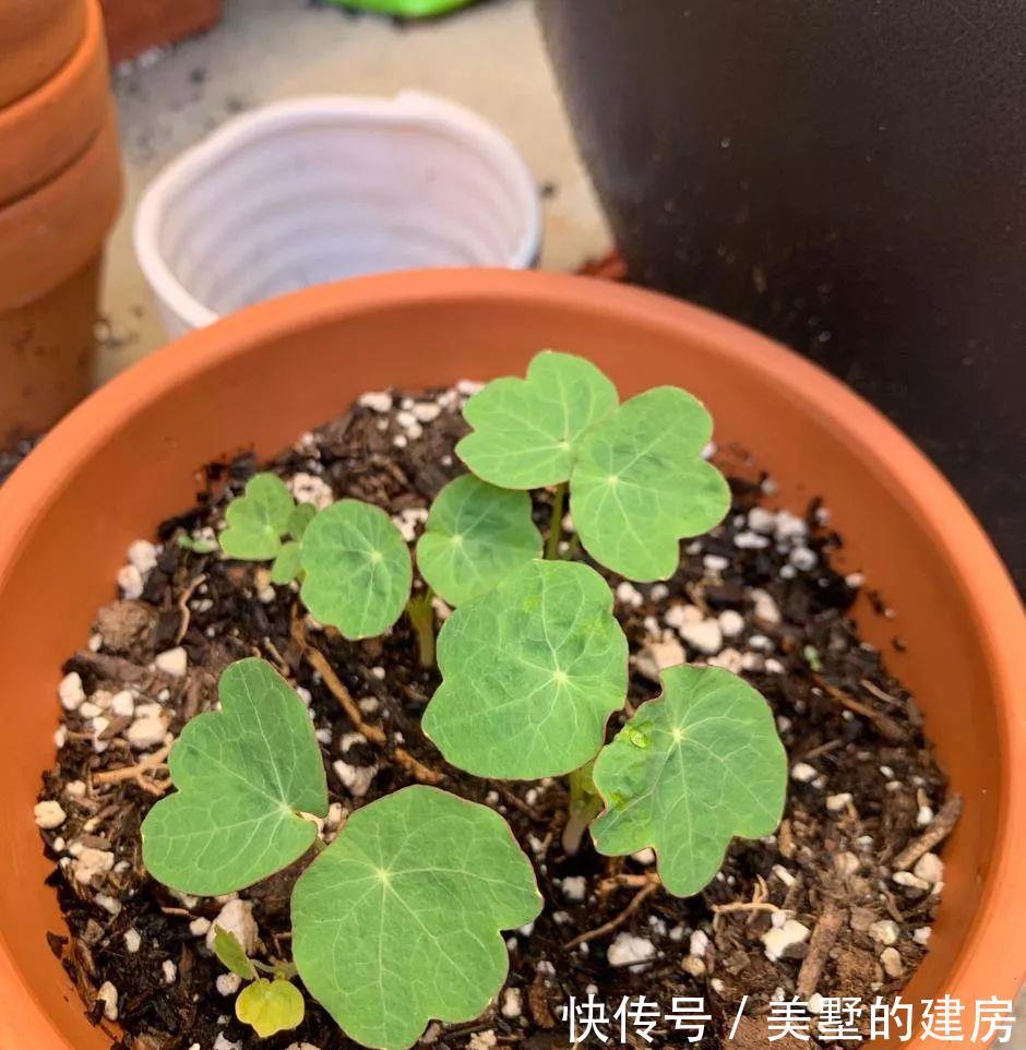 修剪|6种“漂亮花”,开完花别修剪,长满黑种子,第二年有惊喜