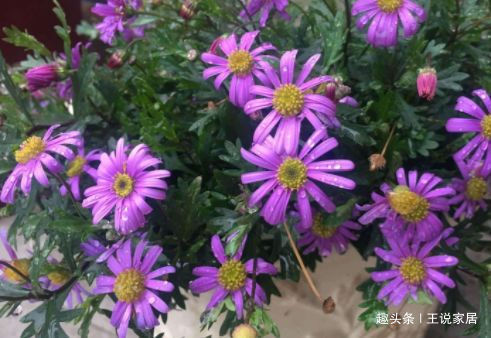 春天养花,不如养这几款花,叶绿花艳,花开繁盛惹人爱,超美