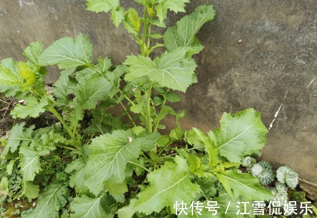 野菜|开春挖野菜,送你“野菜大图鉴”,教你轻松识别20种野菜